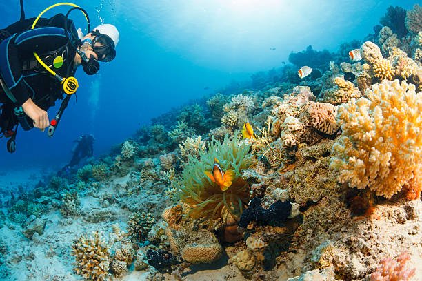 Scuba diving. Sea life. Underwater scene with scuba divers, coral and anemone  clownfish.